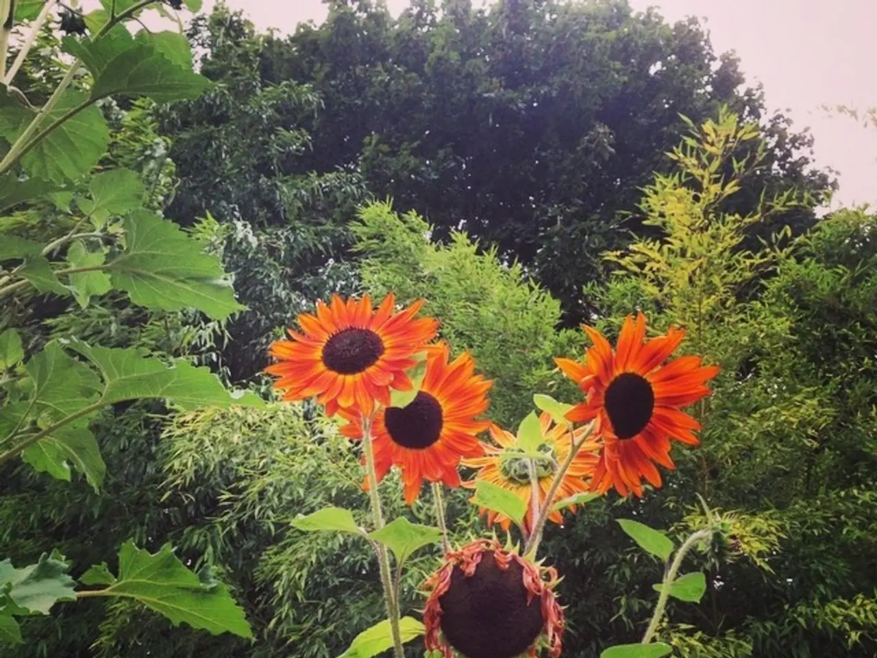 Tree planting and flower bulb distribution, alongside an environmental workshop, scheduled for...