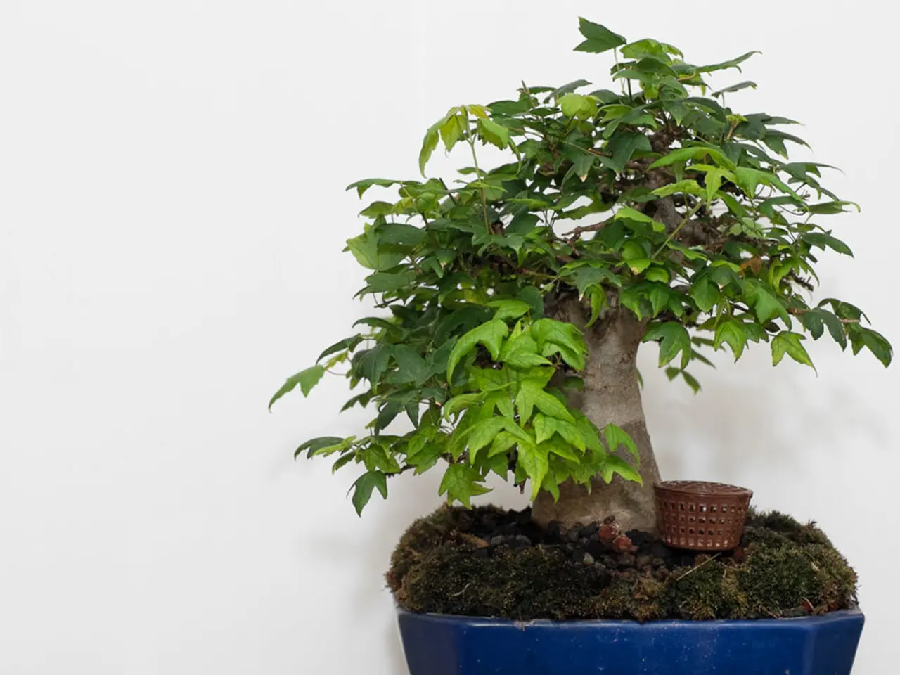 Experiential Virtual Reality Bonsai Tutorials: Mastering Techniques and Styles in a Digital...