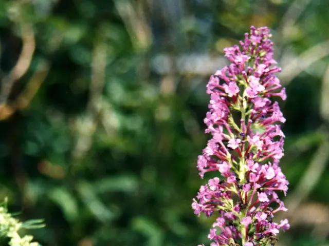 Top Nine Flowering Plants Ideal for a Butterfly Sanctuary Garden
