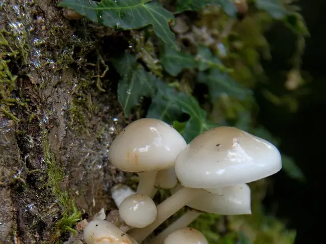 Overcoming Technology Limitations in Mushroom Cultivation: A Solutions-Oriented Approach, Utilizing...