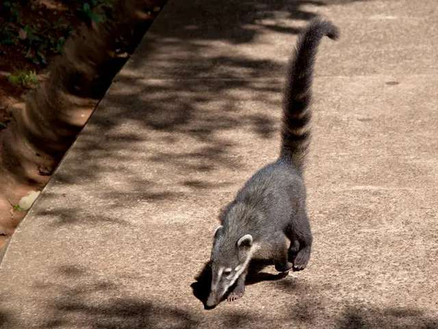 Illness Malaise: Exploration of Symptoms, Root Causes, and Diagnostic Methods