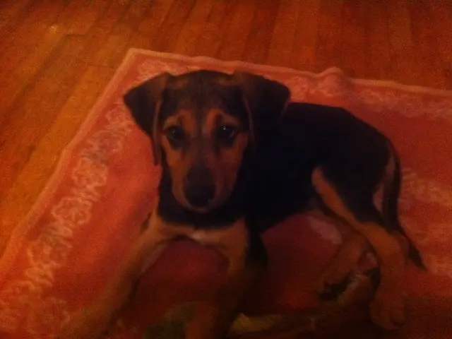 UPSSSC Professional Examination 2025: Explore Exam Date, Curriculum, and Further Information Here