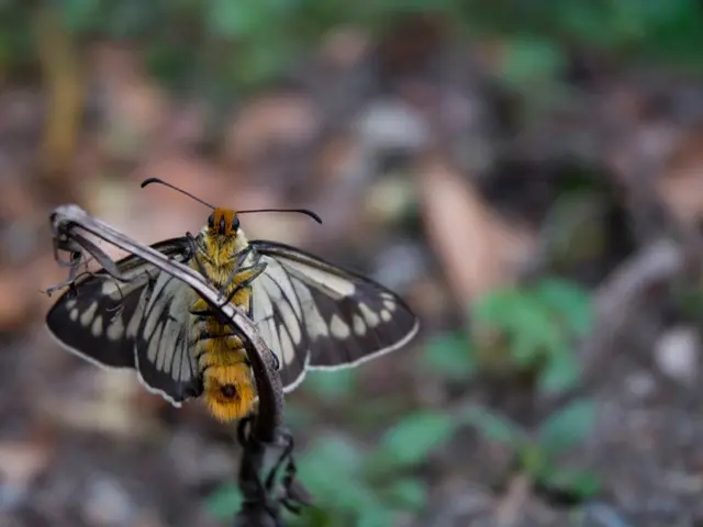 Tiny Actions and the Environment's Impact: How the Butterfly Effect Can Protect Our Planet