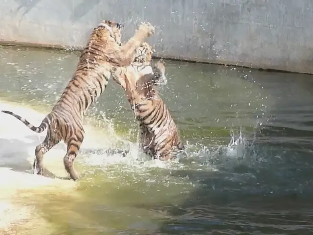 Strict Parenting Approach with a Focus on Tiger: Is the Effort Justified?