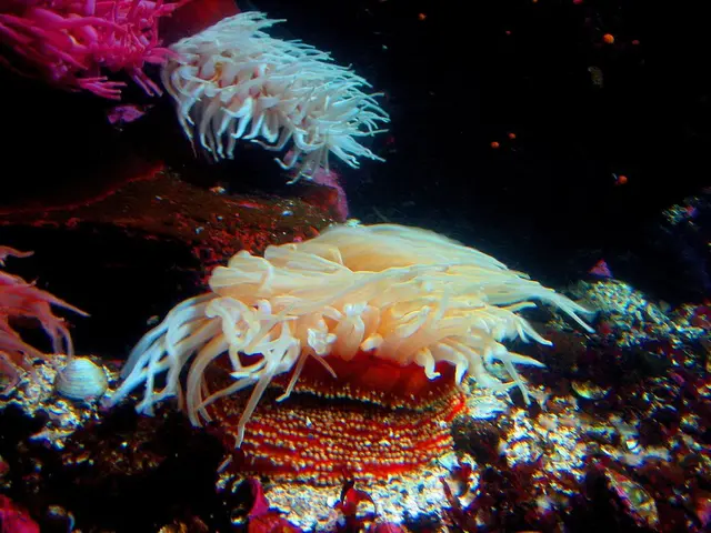 Oceanic acidification poses a covert danger to the shellfish industry