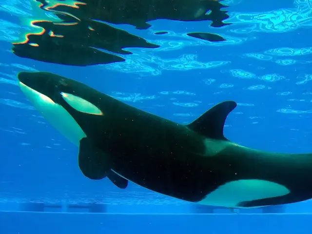 First Encounter of a Bowhead Whale in Southeast Alaska's Waters