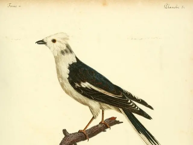 Pope Leo Urges Scouts on Climate Change Reversal