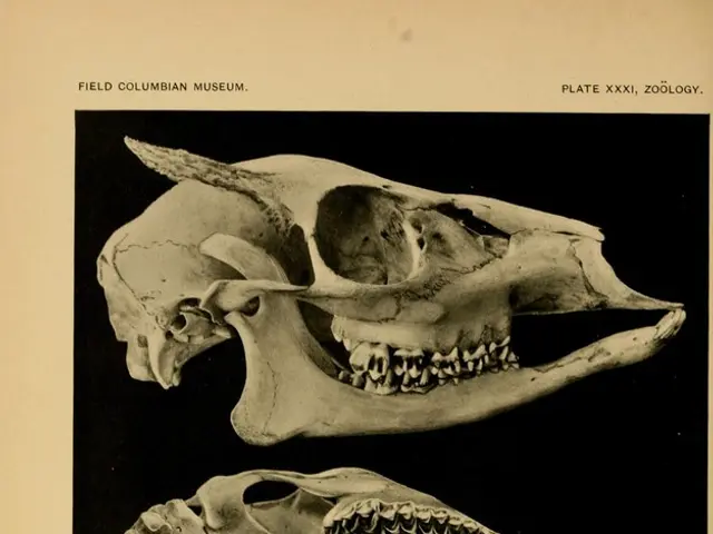 Guide to Maintaining Brain Health for Extended Decades: A Comprehensive Overview