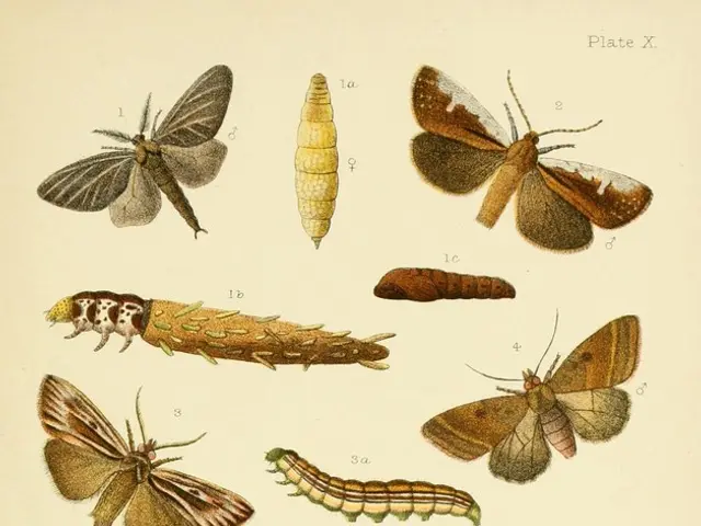 Exploration of the Phenomenon of Metamorphosis in Biology