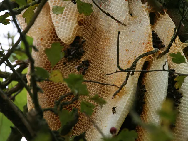 Contains no added sugar or artificial sweeteners