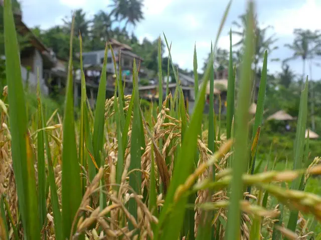 Positions for JRF & Administrative Assistant/Field Worker available at ICAR-IARI, New Delhi