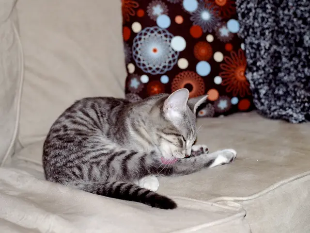 Children in Regensburg schools are crafting heart-shaped cushions to comfort cancer patients.