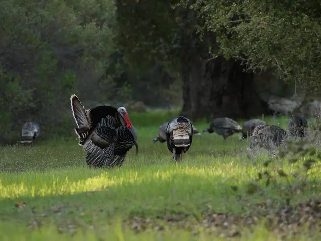 Turkey investigates alleged election fraud involving "joker candidate" and up to 400 academic...