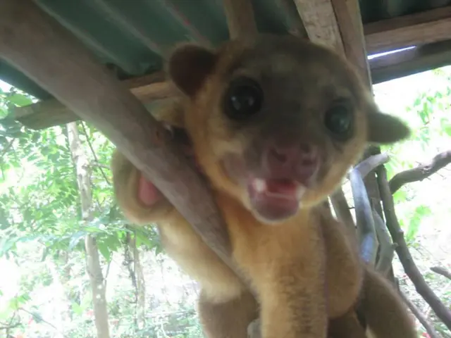 Enhancing Empathy by Caring for Animals: 5 Strategies for Promoting Compassion