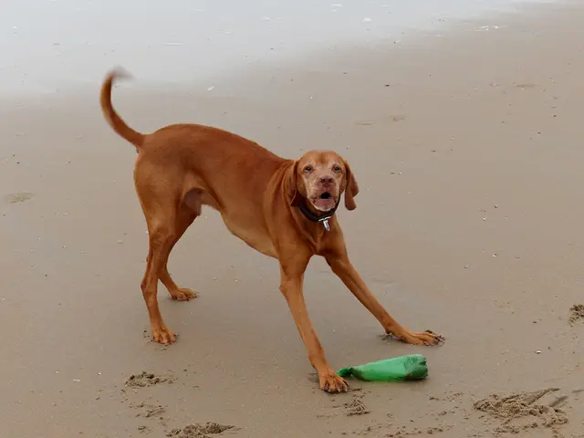 Understanding a Canine's Thought Process