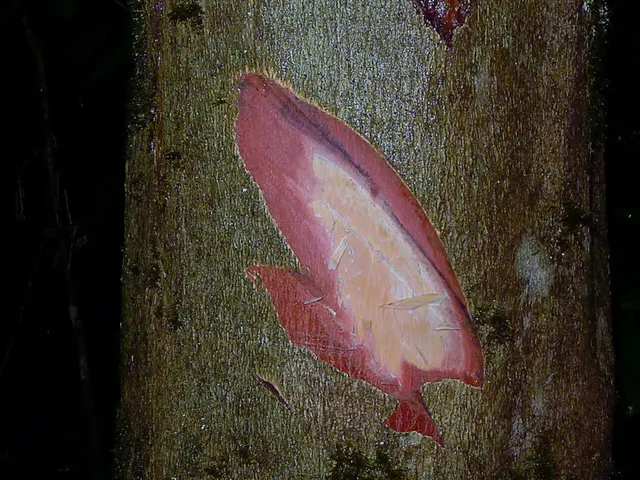 Layoff Announcements Within the Field of Industry by VDI