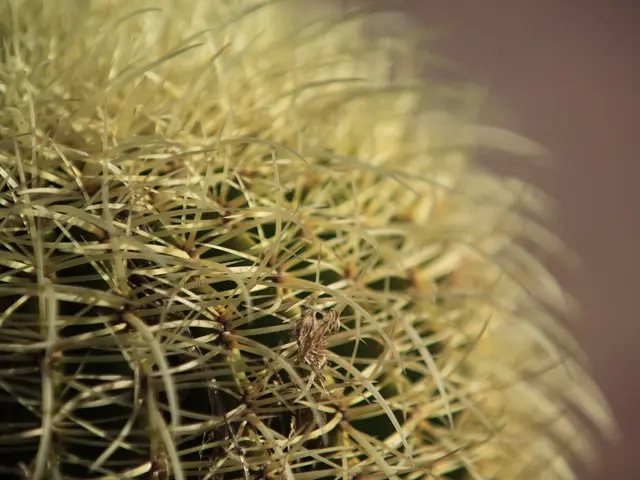 Iron Man's Unconventional Victory Tactic in Hugging the Cactus Game Revealed