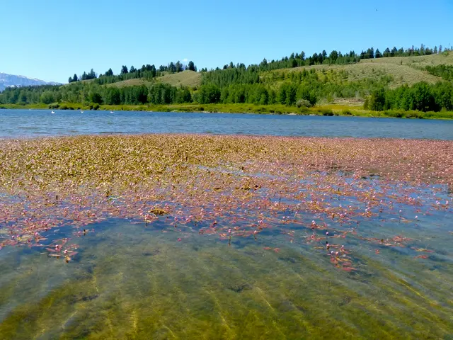 In the center of the image there is a lake and we can see duckweeds on the water. In the background...