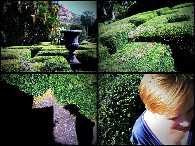 This is a collage, in this image there are some plants, trees, mountains and there is one person...